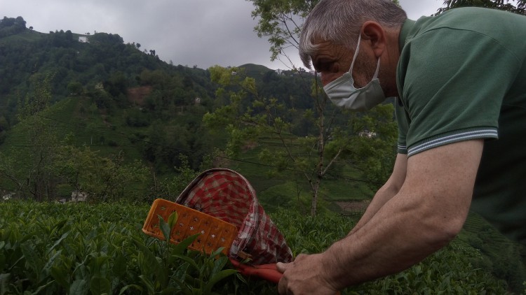 Rize’de çay toplama mevsimi