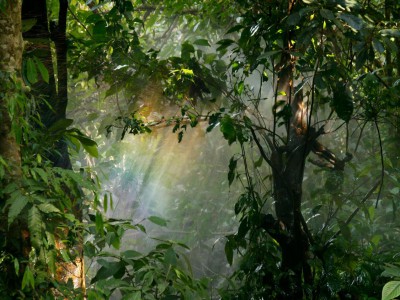 Yağmur ormanlarını korumak için yapabileceklerimiz